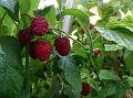 2015-0704-0930_Raspberries_21.6C